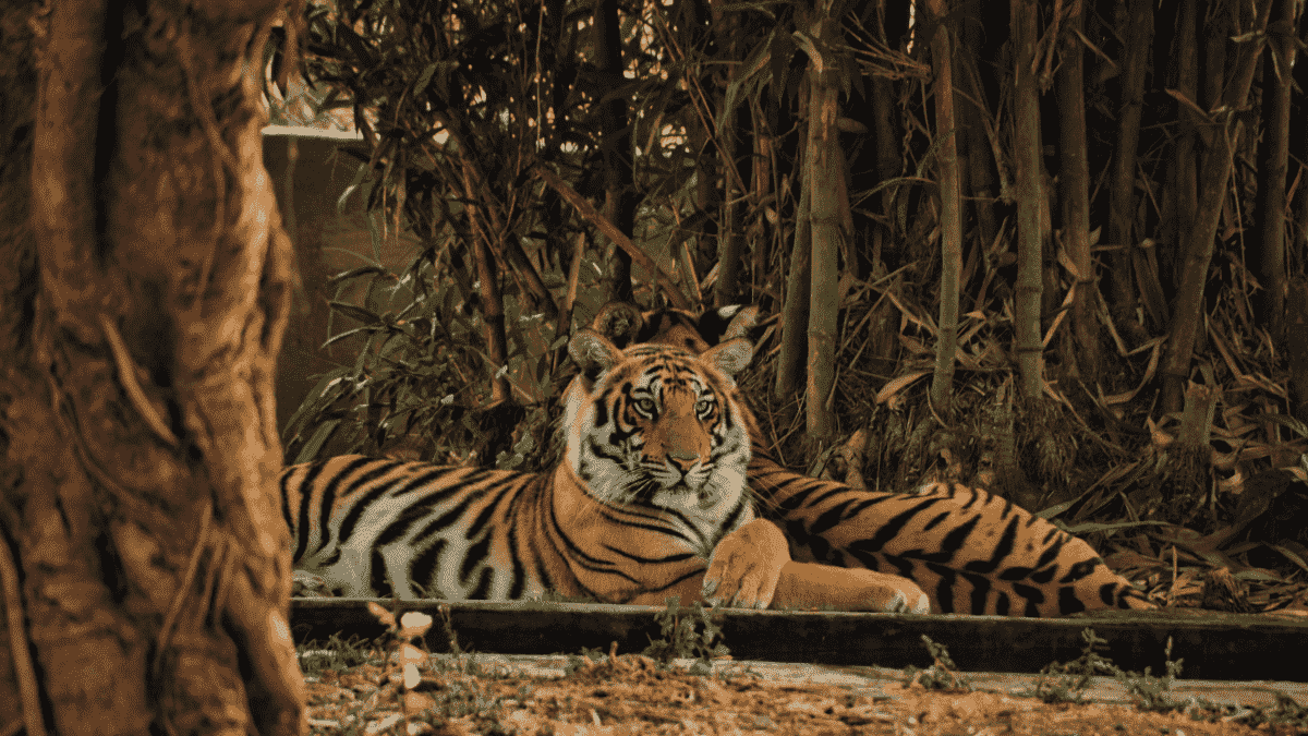 Tadoba Tiger safari