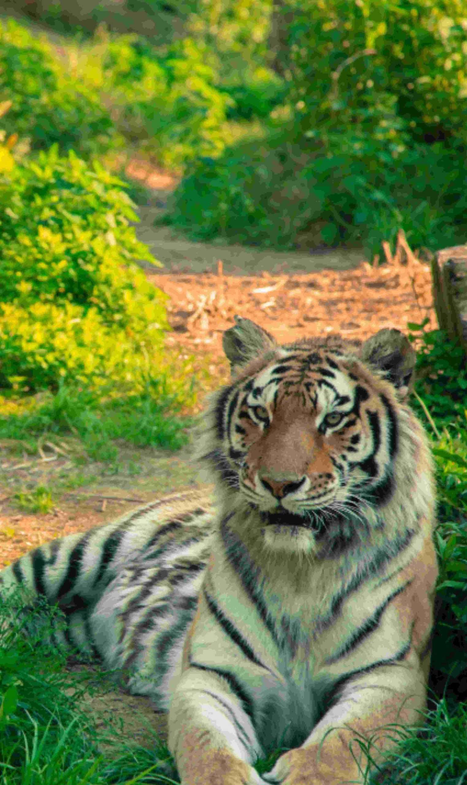 Tadoba Tiger safari