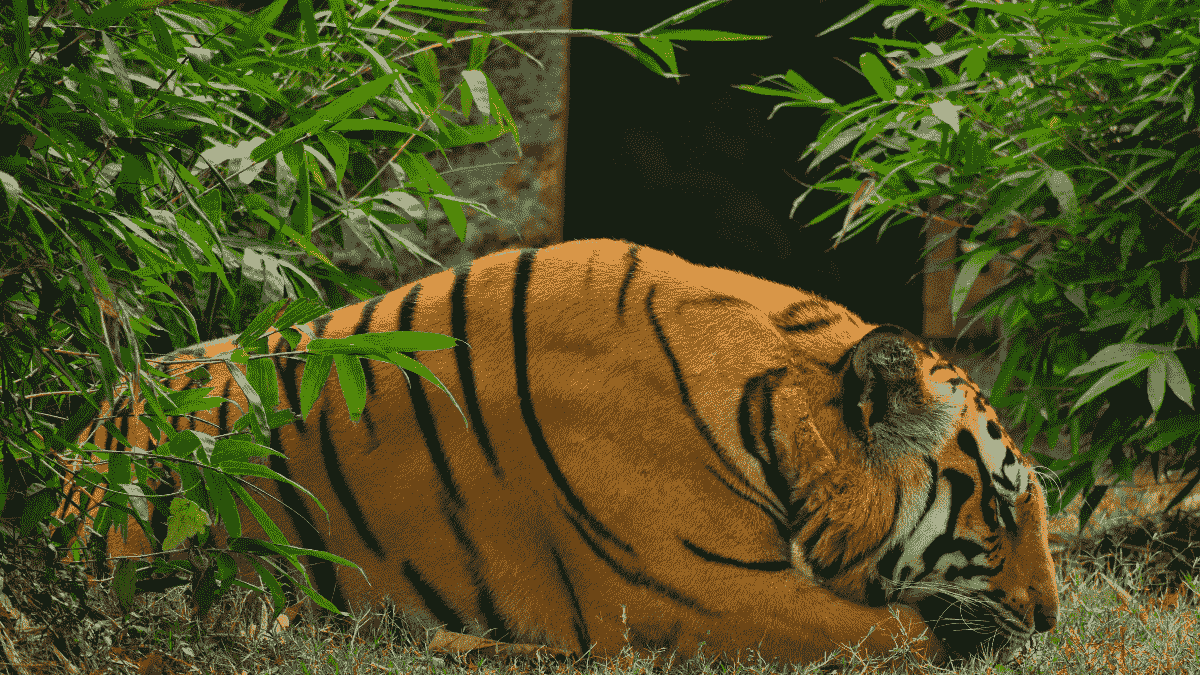 Tadoba Tiger safari