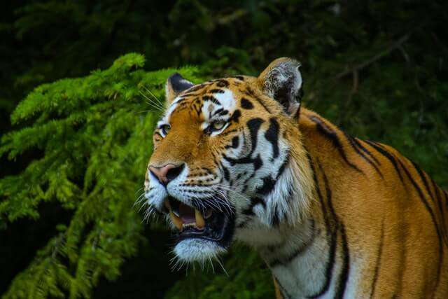 Pench in Monsoon