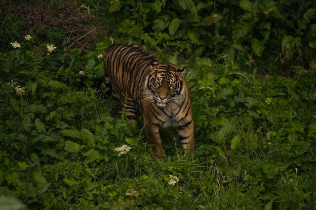 Pench in Winter