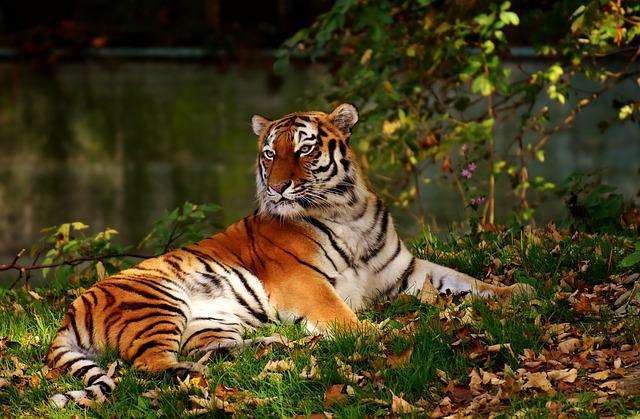 tiger surrounded by flora