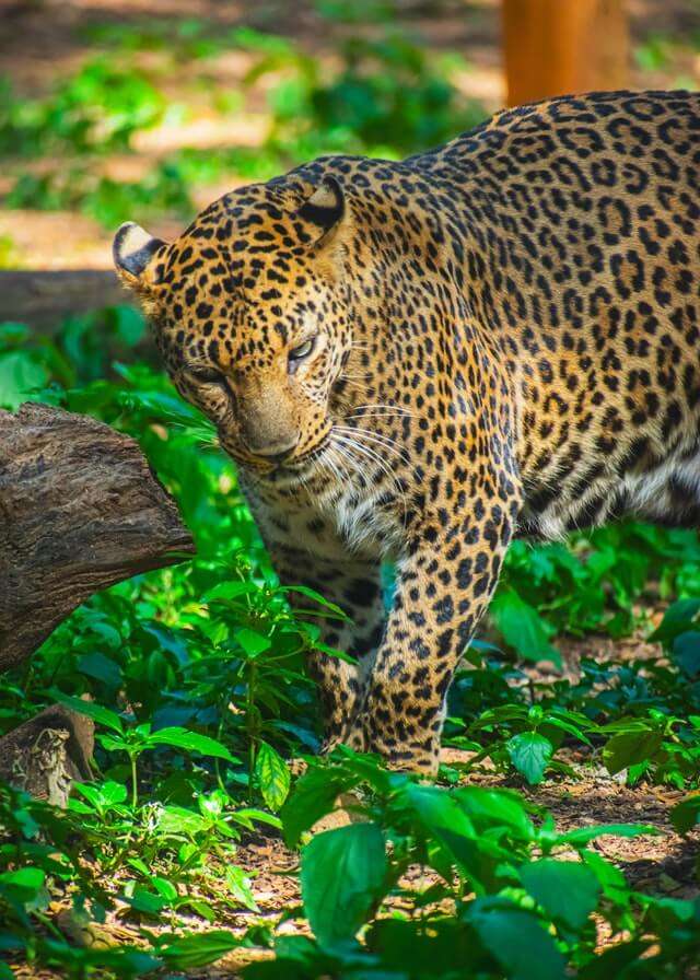 wildlife in pench