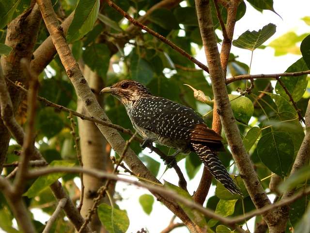 Asian Koel