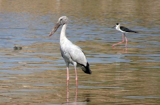 Asian Openbill