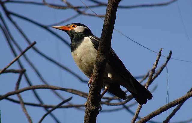 Asian Pied Starling