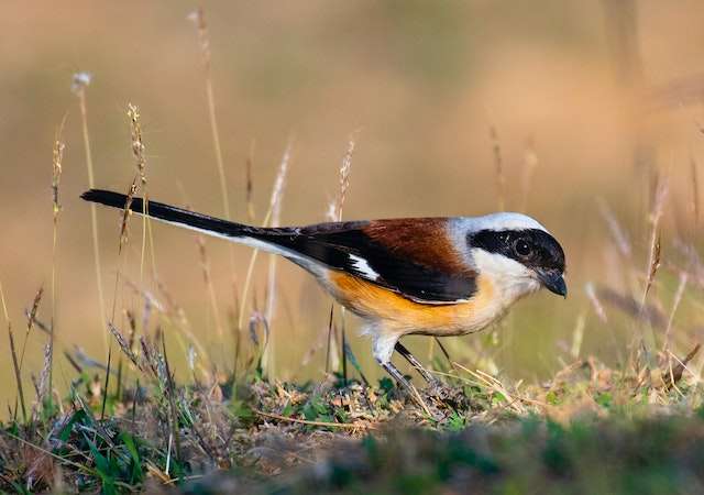 Bay Backed Shrike