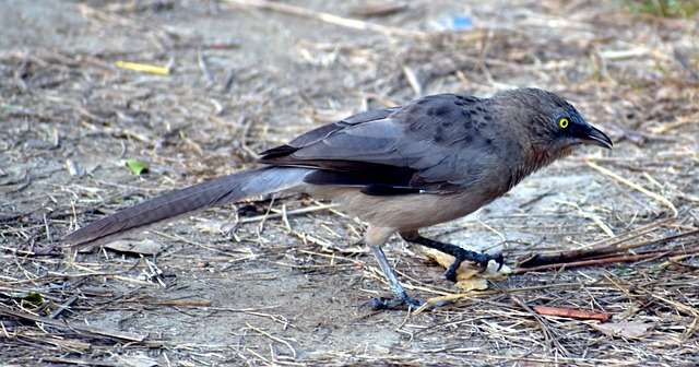 Chestnut-tailed Starling