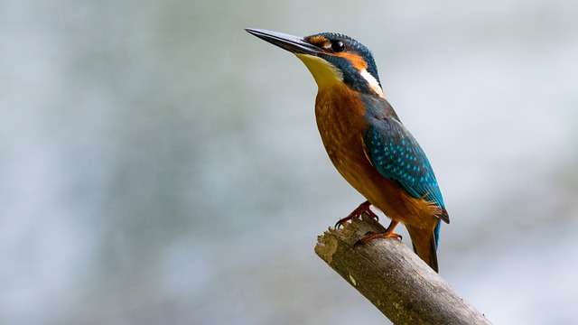 Common kingfisher