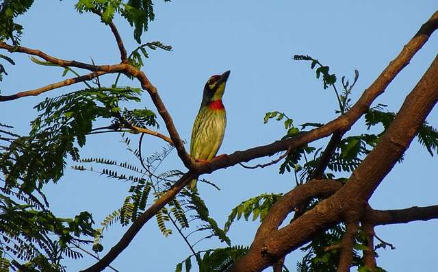 Crimson-breasted barbet