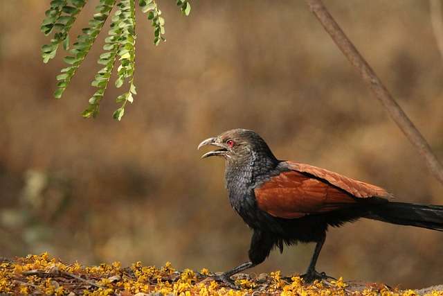 Crow Pheasant