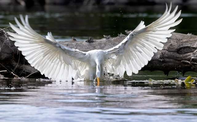 Egret