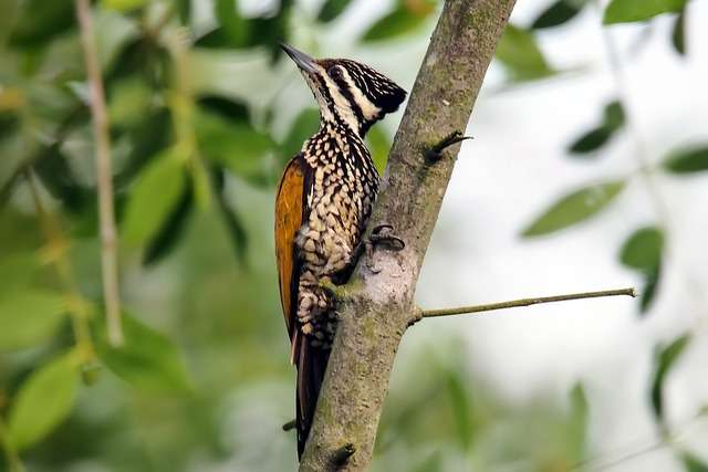 Flame-backed Woodpecker