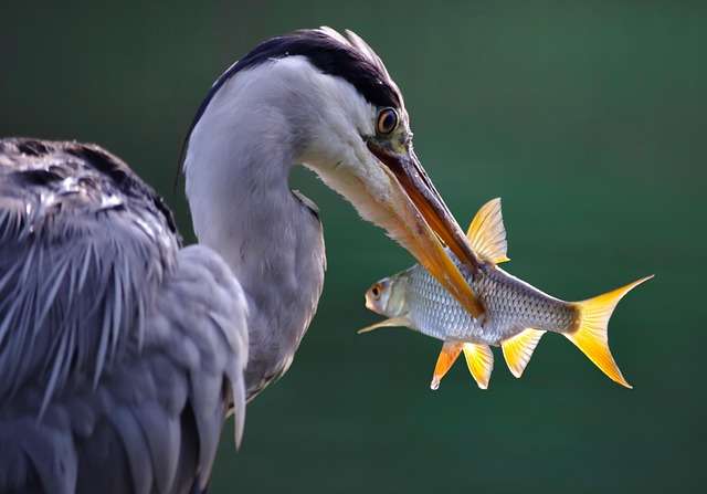 Heron