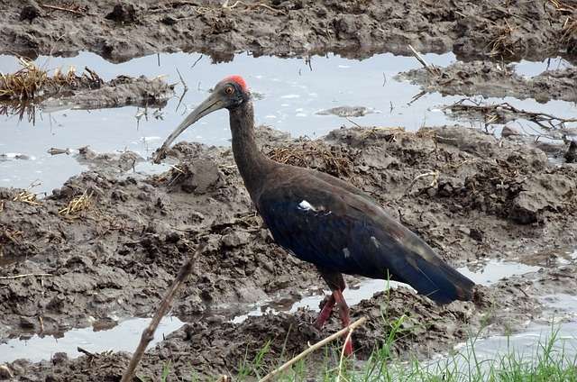 Indian Black Ibis