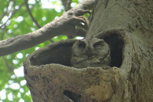 Indian Scops Owl