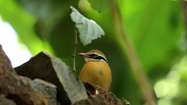 Indian pitta