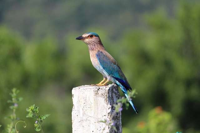 Indian roller