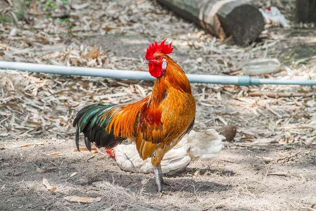 Jungle fowl Pench