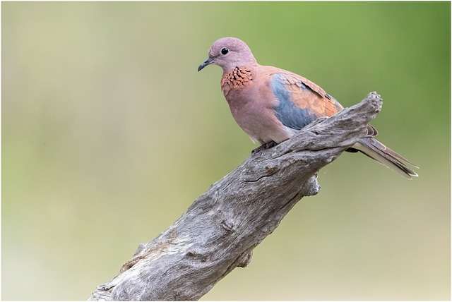 Laughing Doves