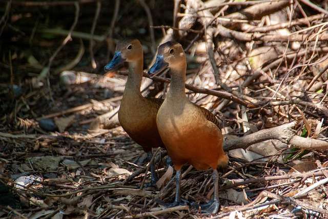 Lesser whistling teal