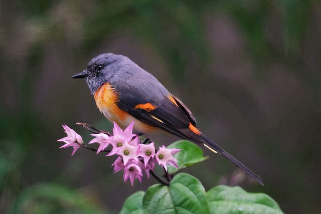 Minivet