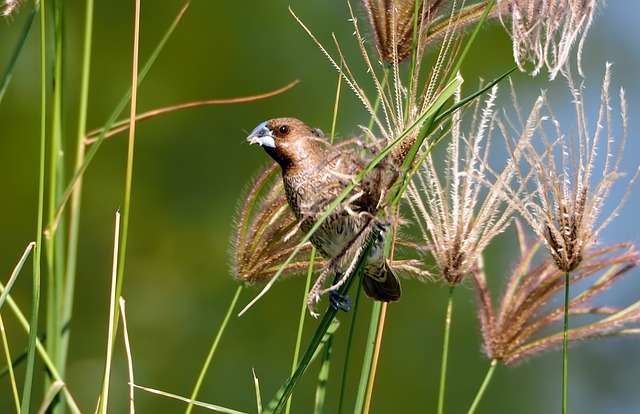 Munia