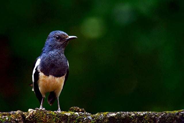 Oriental Magpie Robin