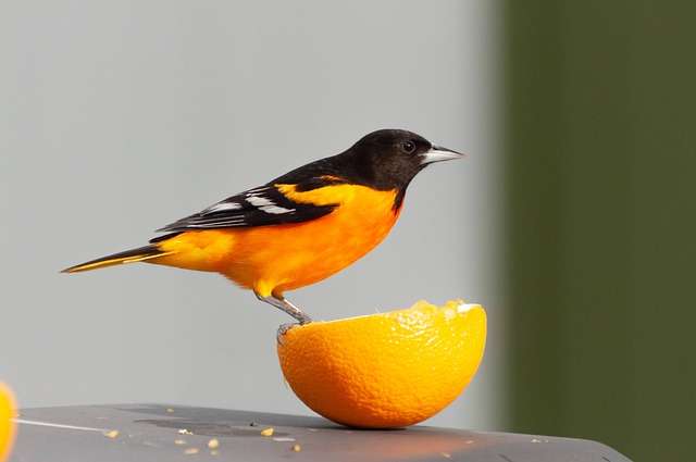 Oriole