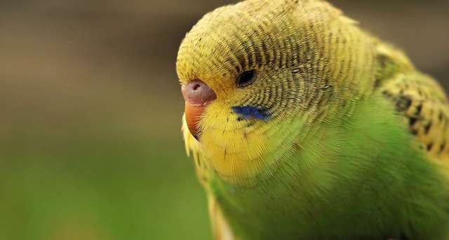 Parakeet in Pench