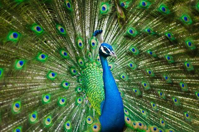 Peafowl