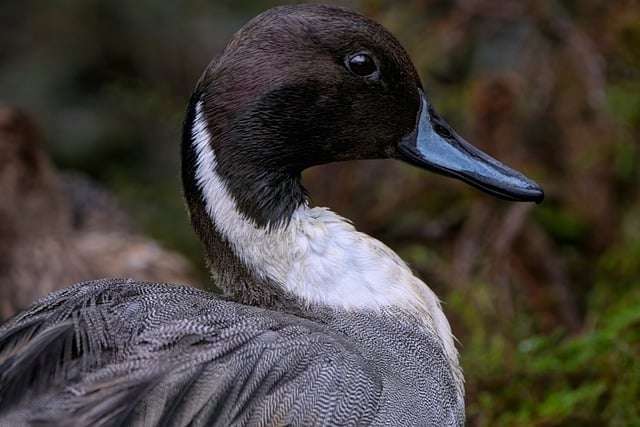 Pintail