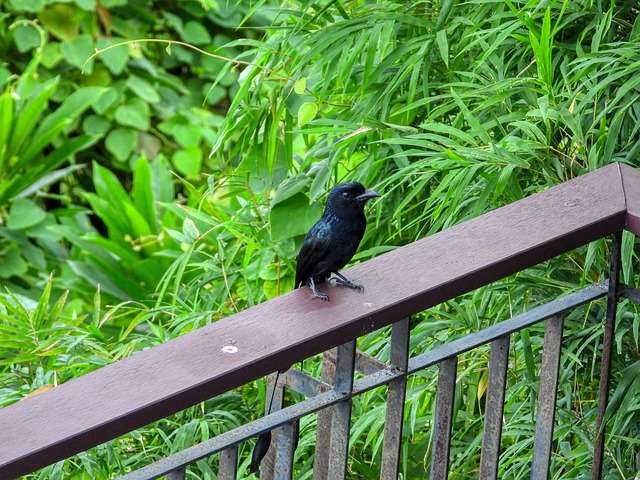 Racket-tailed drongo