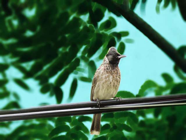 Red vented bulbul