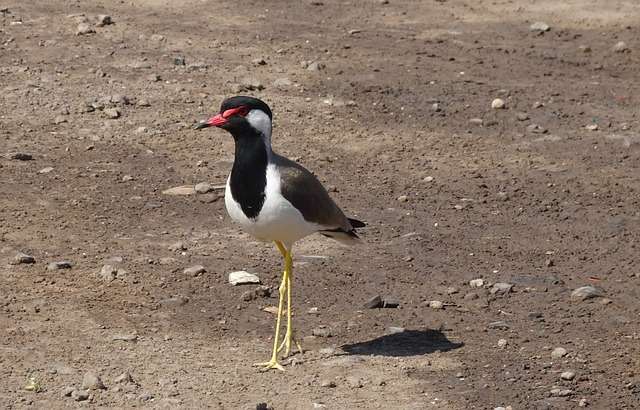 Red-wattled Lapwing