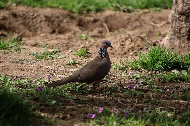 Spotted Dove