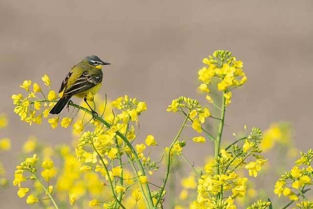 Wagtail