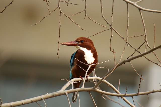 White-throated Kingfisher