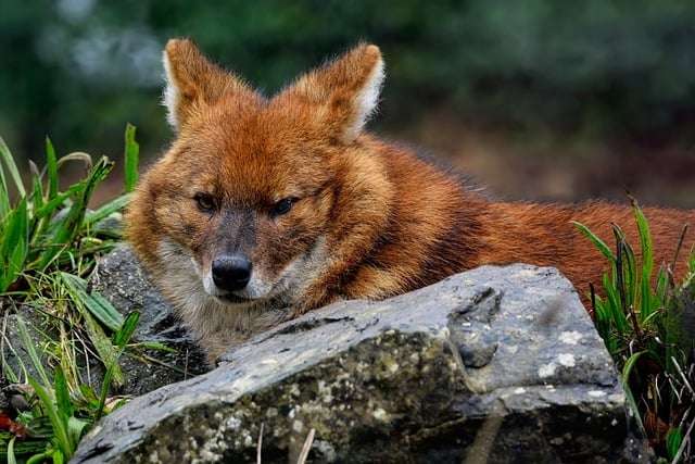 indian wolf pench night safari