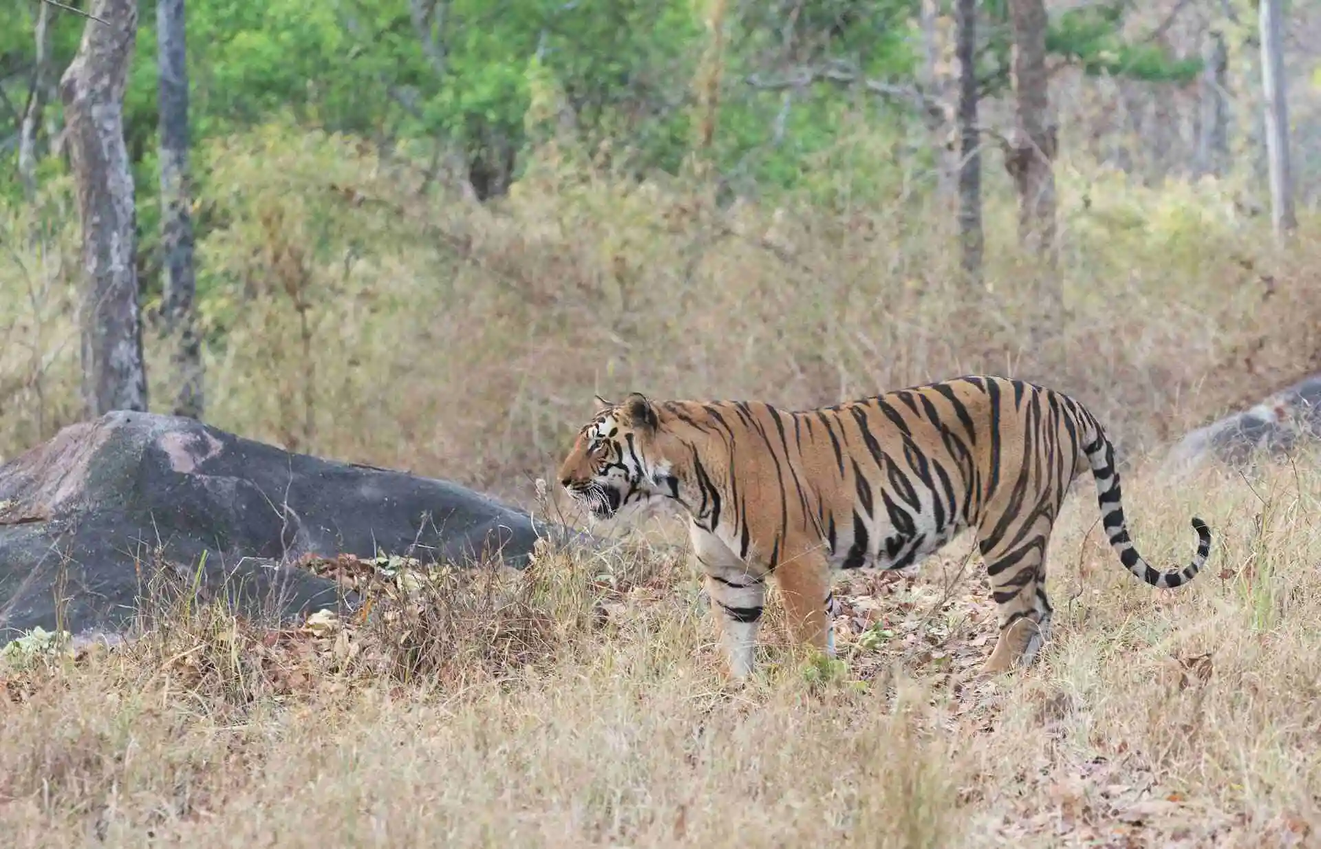 Kanha Pench Safari