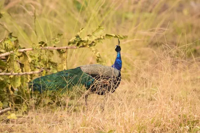 indian national bird in pench