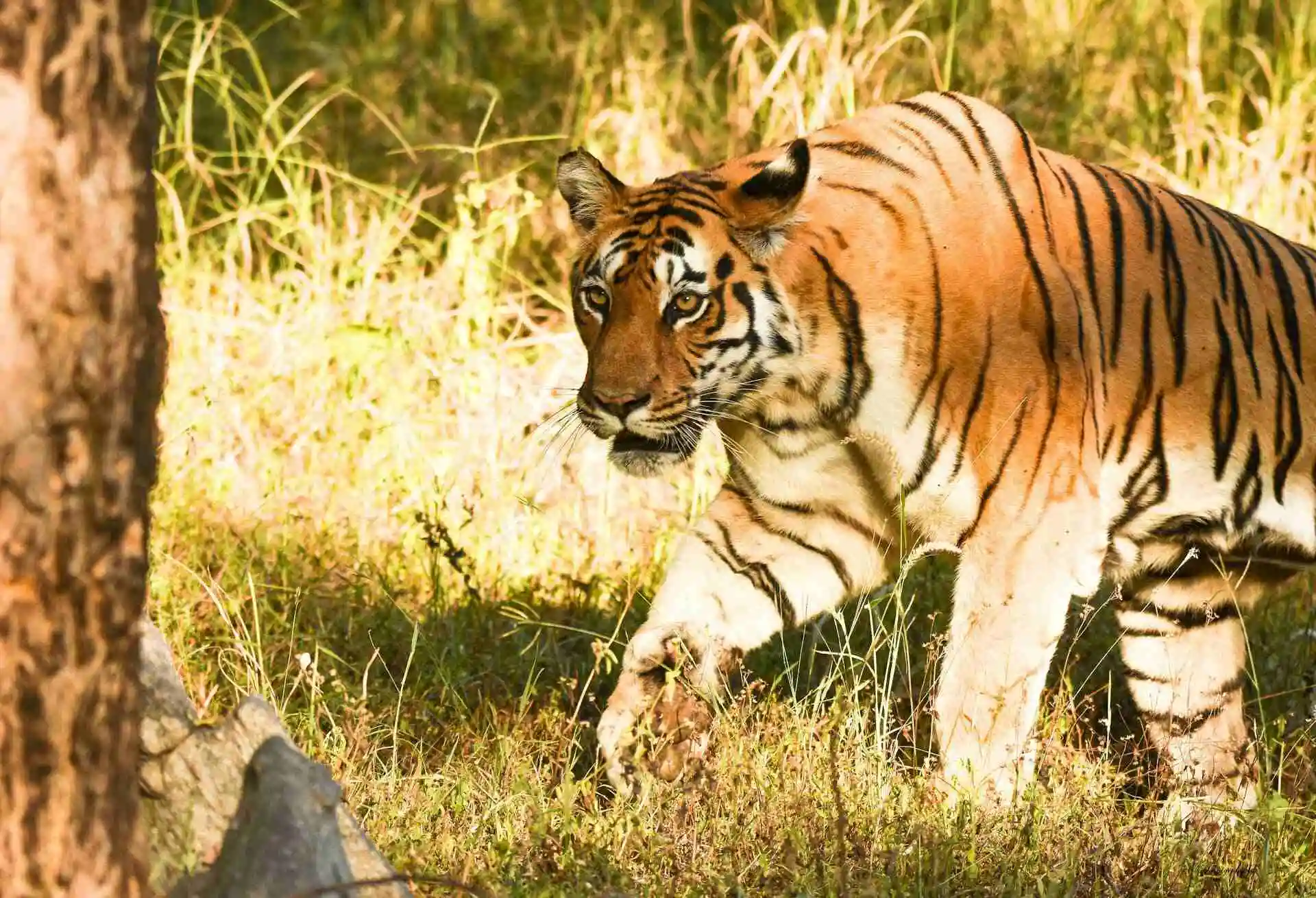 Tadoba