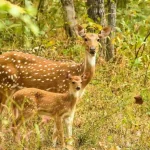 what to expect form pench safari
