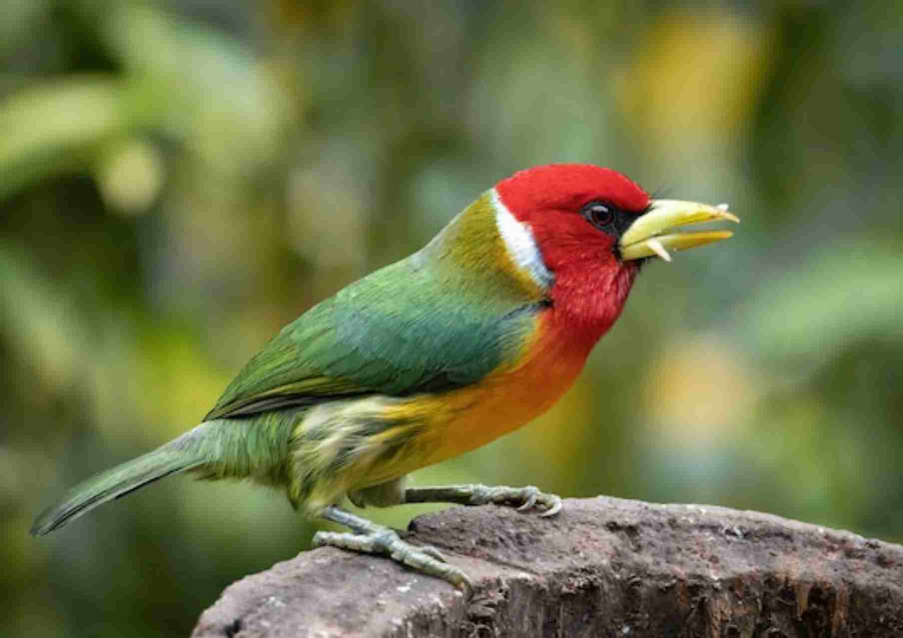 birds in kanha