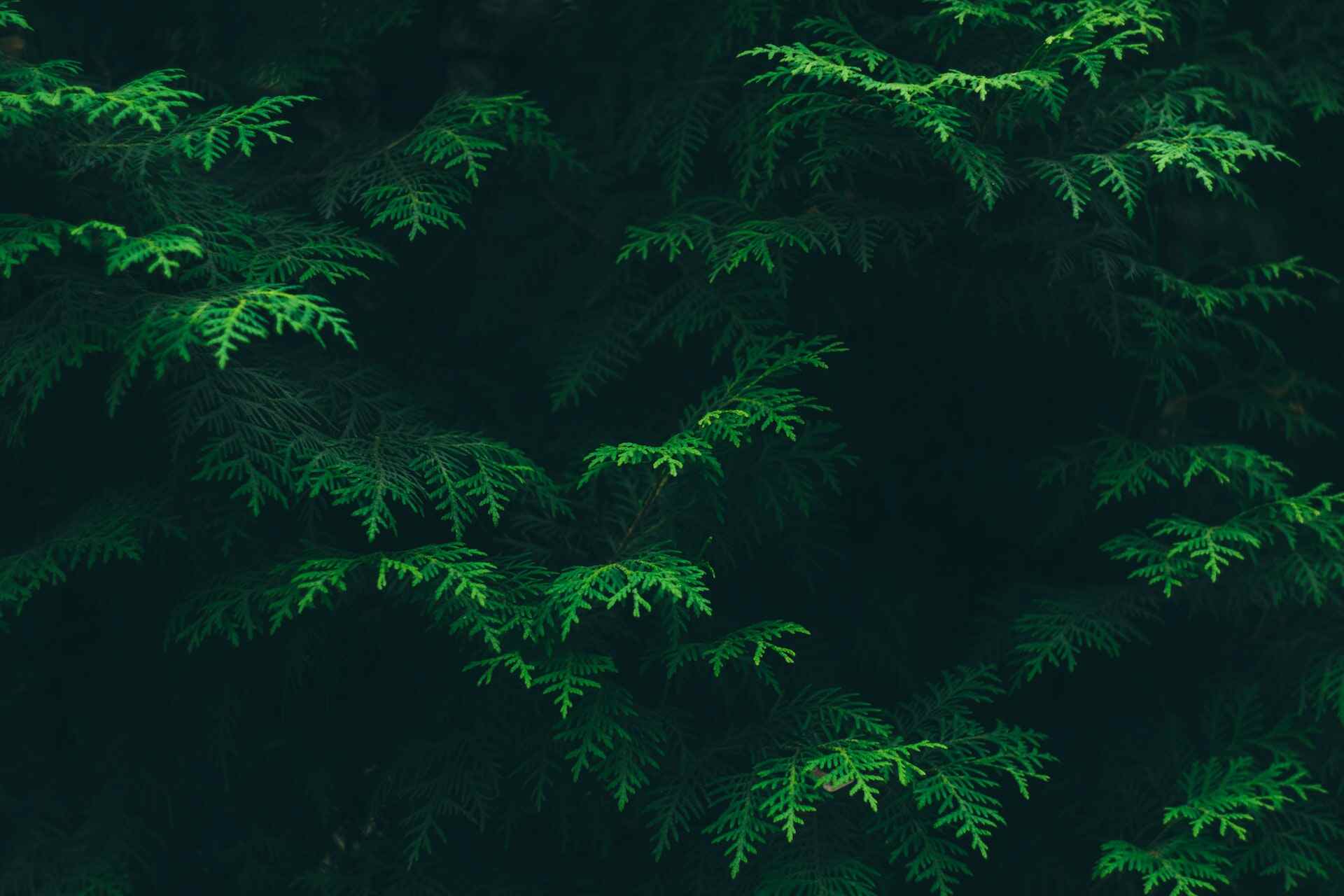 flora in kanha