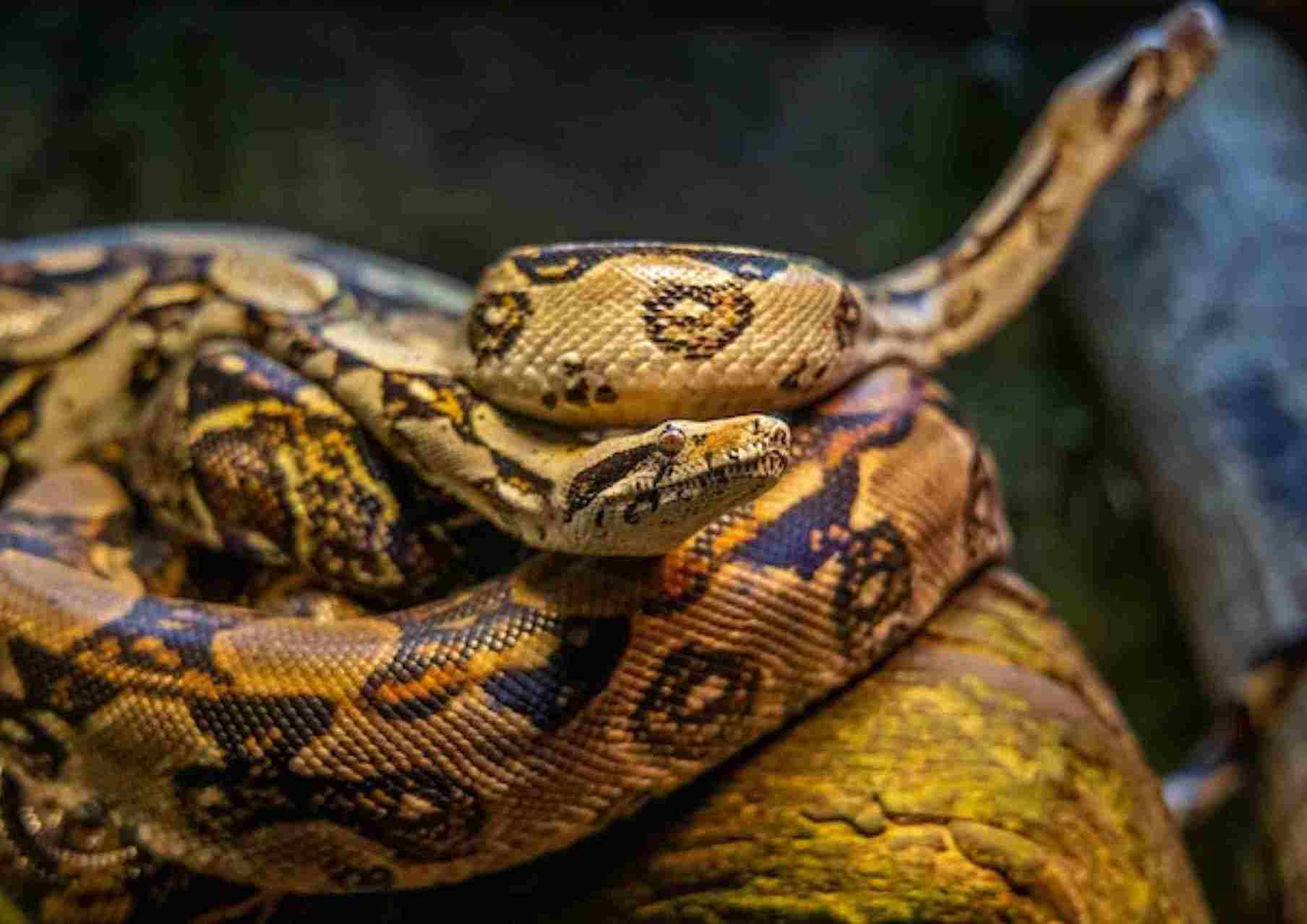 reptiles in kanha