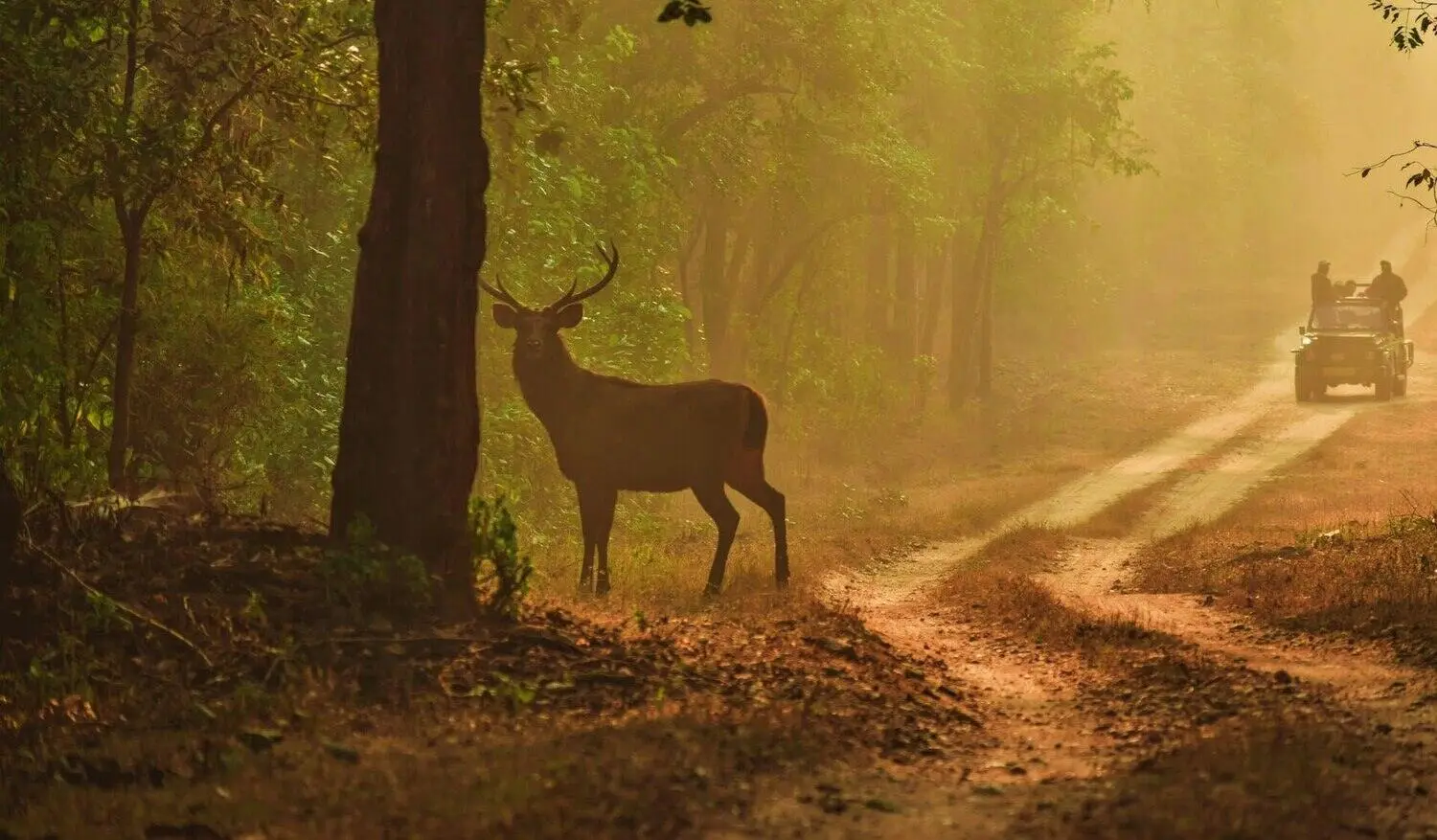 swamp deer