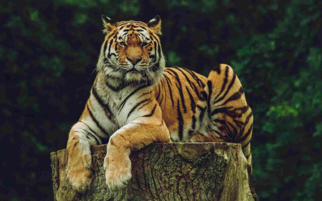 Everything You Need to Know About Visiting Pench