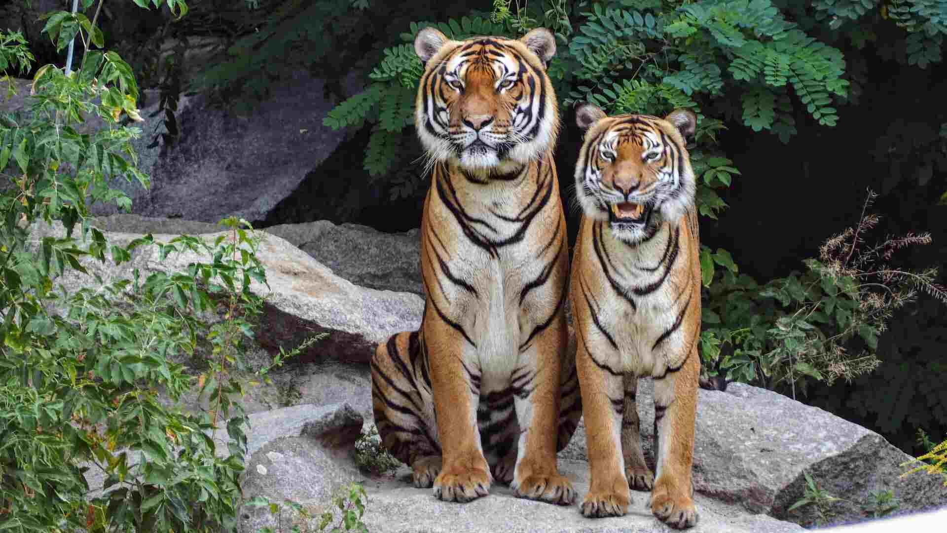 honeymoon package kanha honeymoon package kanha