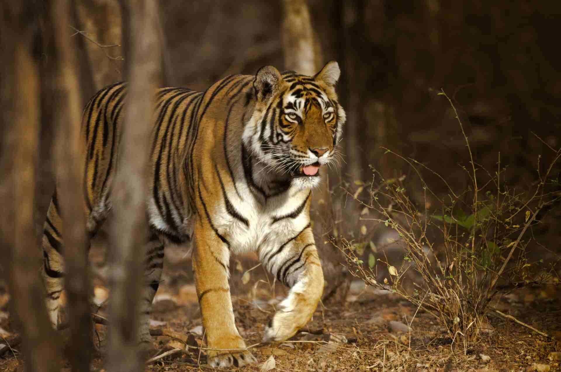 honeymoon package kanha honeymoon package kanha
